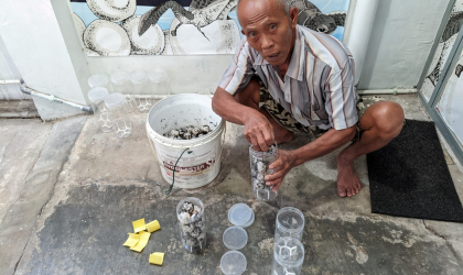 Menemukan Penyu Bertelur di Pantai Mirah