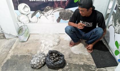 Menemukan Penyu Bertelur di Pantai Sobo