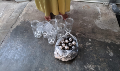 Menemukan Penyu Bertelur di Pantai Donosuko