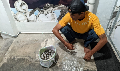 Menemukan Penyu Bertelur di Pantai Sobo