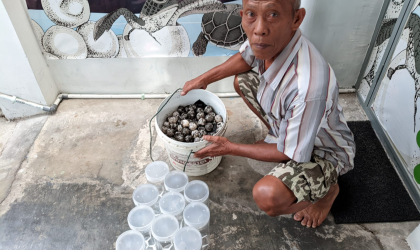 Menemukan Penyu Bertelur di Pantai Boom