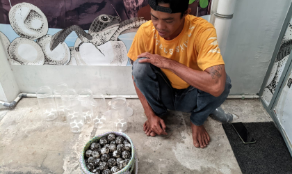 Menemukan Penyu Bertelur di Pantai Sobo