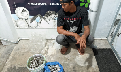 Menemukan Penyu Bertelur di Pantai Pulau Santen