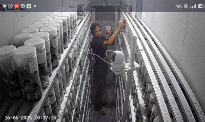 Menemukan Penyu Bertelur di Pantai Sobo