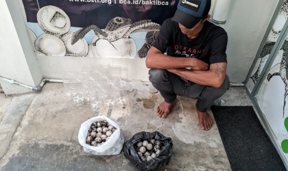 Menemukan Penyu Bertelur di Pantai Pulau Santen