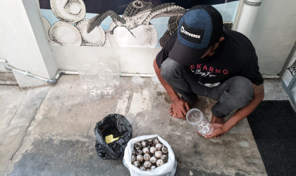 Menemukan Penyu Bertelur di Pantai Sobo
