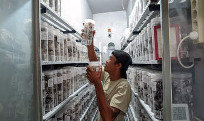 Menemukan Penyu Bertelur di Pantai Sobo