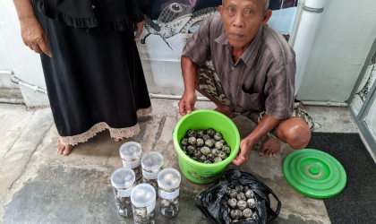 Menemukan Penyu Bertelur di Pantai Boom