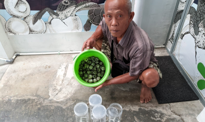 Menemukan Penyu Bertelur di Pantai Boom