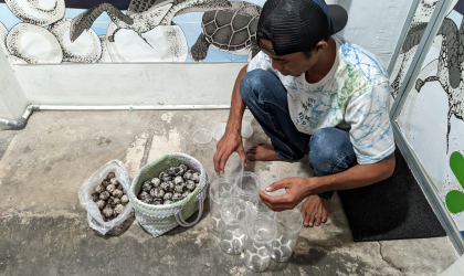 Menemukan Penyu Bertelur di Pantai Sobo