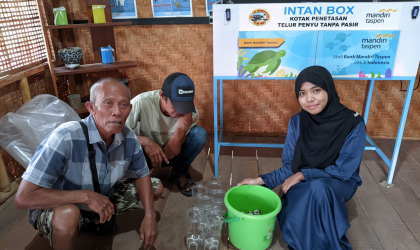 Menemukan Penyu Bertelur di Pantai Mirah