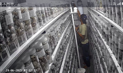 Menemukan Penyu Bertelur di Pantai Sobo