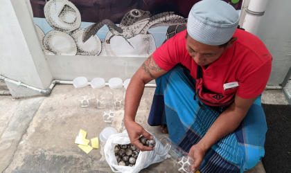 Menemukan Penyu Bertelur di Pantai Boom