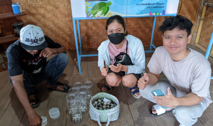 Menemukan Penyu Bertelur di Pantai Sobo