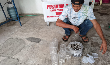 Menemukan Penyu Bertelur di Pantai Pulau Santen