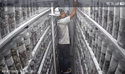 Menemukan Penyu Bertelur di Pantai Sobo