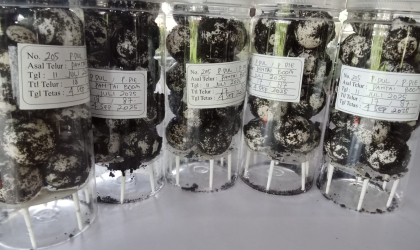 Menemukan Penyu Bertelur di Pantai Boom