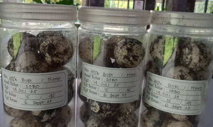 Menemukan Penyu Bertelur di Pantai Sobo