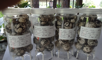 Menemukan Penyu Bertelur di Pantai Sobo