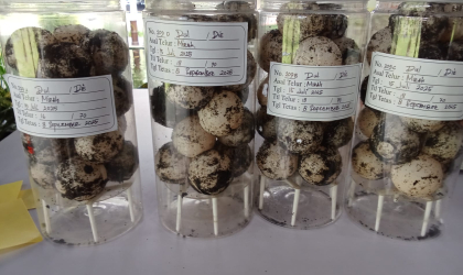 Menemukan Penyu Bertelur di Pantai Mirah