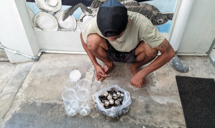 Menemukan Penyu Bertelur di Pantai Sobo