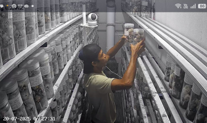 Menemukan Penyu Bertelur di Pantai Sobo