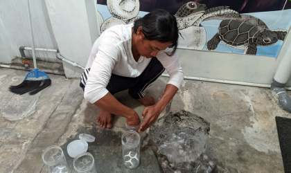 Menemukan Penyu Bertelur di Pantai Pulau Santen