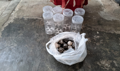 Menemukan Penyu Bertelur di Pantai Sari