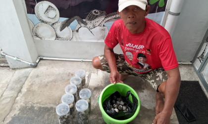 Menemukan Penyu Bertelur di Pantai Mirah