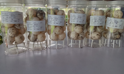 Menemukan Penyu Bertelur di Pantai Boom