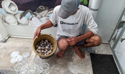 Menemukan Penyu Bertelur di Pantai Pulau Santen