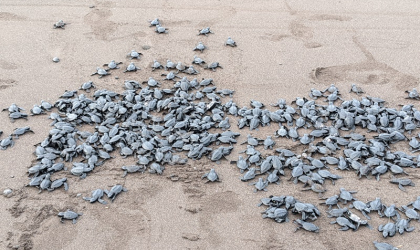 Pelepasliaran Tukik yang Dilakukan oleh Relawan BSTF