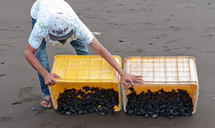 Pelepasliaran Tukik yang Dilakukan oleh Relawan BSTF