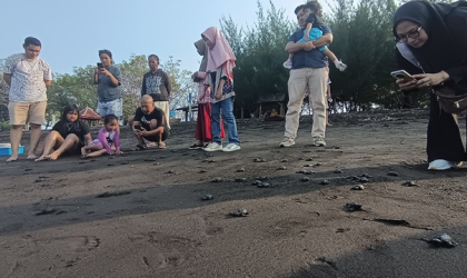 Pelepasliaran Tukik Bersama Gerda