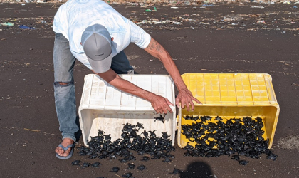 Pelepasliaran Tukik yang Dilakukan oleh Relawan BSTF