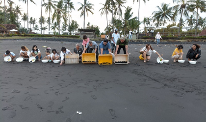 Pelepasliaran Tukik yang Dilakukan oleh Relawan BSTF