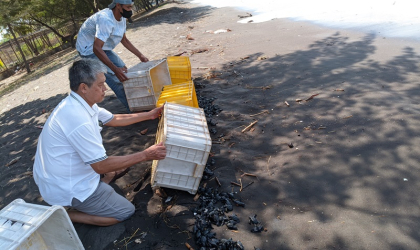 Pelepasliaran Tukik yang Dilakukan oleh Relawan BSTF