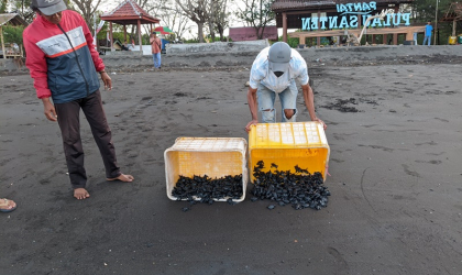 Pelepasliaran Tukik yang Dilakukan oleh Relawan BSTF