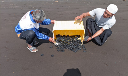 Pelepasliaran Tukik yang Dilakukan oleh Relawan BSTF