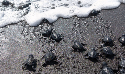 Pelepasliaran Tukik yang Dilakukan oleh Relawan BSTF