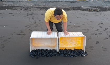 Pelepasliaran Tukik yang Dilakukan oleh Relawan BSTF