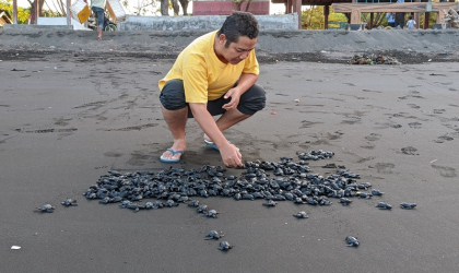 Pelepasliaran Tukik yang Dilakukan oleh Relawan BSTF