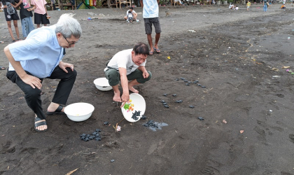 Pelepasliaran Tukik Bersama Hadi