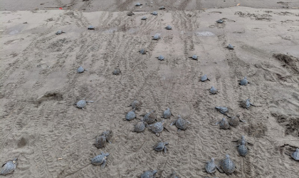 Pelepasliaran Tukik yang Dilakukan oleh Relawan BSTF