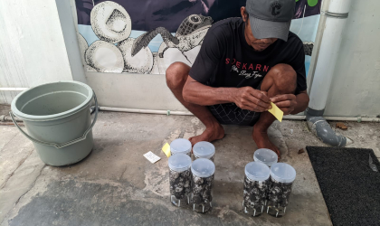 Menemukan Penyu Bertelur di Pantai Pulau Santen