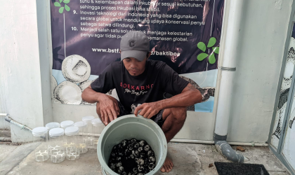 Menemukan Penyu Bertelur di Pantai Pulau Santen