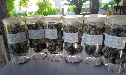 Menemukan Penyu Bertelur di Pantai Sobo