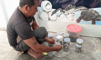 Menemukan Penyu Bertelur di Pantai Boom
