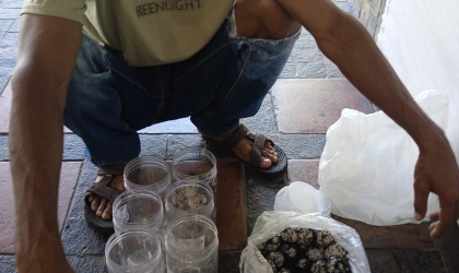 Menemukan Penyu Bertelur di Pantai Pulau Santen