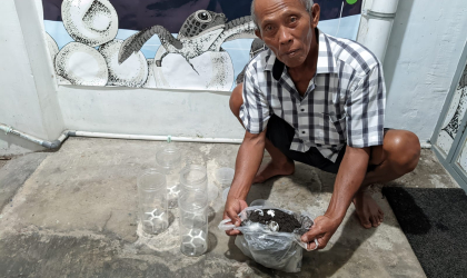 Menemukan Penyu Bertelur di Pantai Mirah